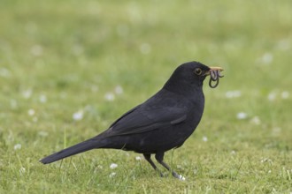 Eurasian blackbird (Turdus merula), common blackbird male with caught earthworm prey in beak on