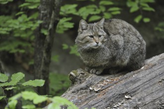 Wild cat (Felis silvestris) resting on fallen tree trunk in woodland, Bavarian Forest, Germany,