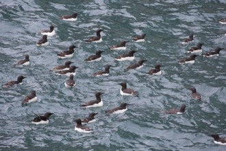 Thick-billed murres (Uria lomvia), Brünnich's guillemots swimming in sea, native to the sub-polar