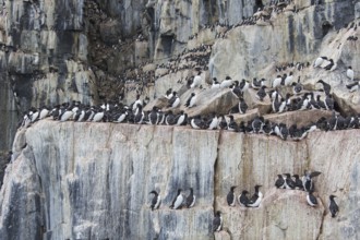 Alkefjellet, sea cliff housing seabird colony of thick-billed murres (Uria lomvia), Brünnich's