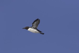 Thick-billed murre (Uria lomvia), Brünnich's guillemot in flight against blue sky, native to the