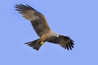 Soaring black kite (Milvus migrans) bird of prey in flight against blue sky in summer