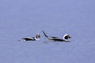 Two long-tailed ducks (Clangula hyemalis) males swimming in sea in winter