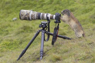 Curious Alpine marmot (Marmota marmota) behind wildlife photographer's Canon camera with large