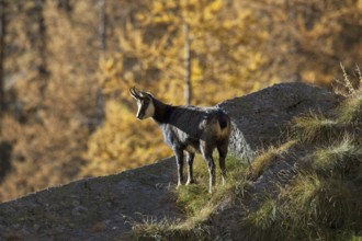 Chamois (Rupicapra rupicapra) on rock ridge looking over larch forest (Larix decidua) in autumn,