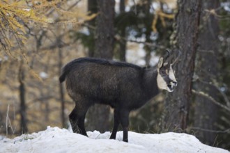 Chamois (Rupicapra rupicapra) calling in larch forest (Larix decidua) in the snow in autumn, Gran