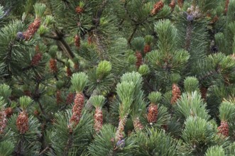 Swiss mountain pine, dwarf mountain pines (Pinus mugo) showing male flowers and developing cones,