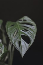 Close up of a tropical Monstera Adansonii or Swiss cheese vine plant leaf in front of black