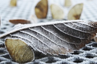 Winter impressions in the Sauerland in December 2016, Germany, Europe