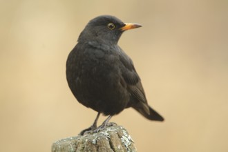 Male blackbird (Turdus merula) in Bad Schönborn, Baden-Württemberg, Germany, Europe