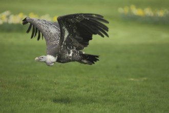 White-backed vulture (Gyps africanus), flight, ground, lesser griffon vulture, griffon vulture, old