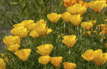 California poppy (Eschscholzia californica), california poppy, dormouse poppy or gold poppy, North