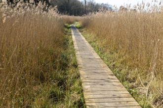 Boardwalk in reedbed, Norfolk Reed or Common Reed (Phragmites australis), Bromeswell, Suffolk,