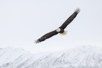 Bald Eagle (Haliaeetus leucocephalus), Bald Eagle, Homer, Kenai Peninsula, Alaska, USA, North