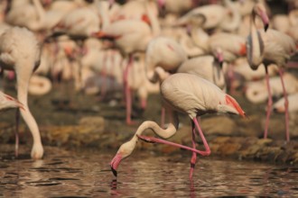 Cuban flamingo, troop, group, leg, head, plumage care, standing, water, american flamingo