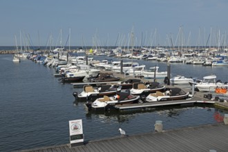 Marina, Möwe, Kühlungsborn, Mecklenburg-Western Pomerania, Germany, Europe