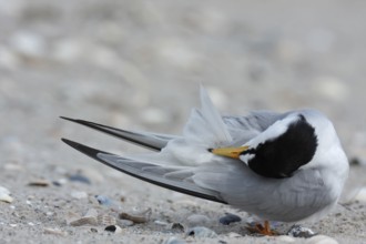 Little Tern (Sternula albifrons), grooming its feathers on the beach, Lower Saxony Wadden Sea