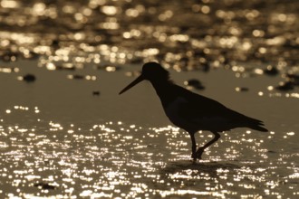 Eurasian oystercatcher (Haematopus ostralegus), adult bird backlit in the water, Lower Saxony