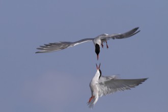 Common Tern (Sterna hirundo), pair in mating flight, Lower Saxon Wadden Sea National Park, East