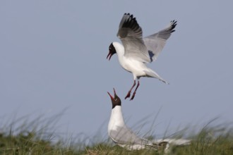 Black-headed Black-headed Gull (Chroicocephalus ridibundus), pair mating in the breeding colony,