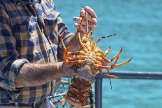 Hummer (Homarus), Bootsfahrt, Akaroa, Banks Peninsula, Canterbury, Neuseeland