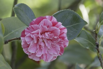 Camellia (Camellia japonica) 'Moshio', blossom