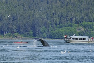 Descending humpback whale in front of small kayak and tourist boat, Inside Passage, Juneau, Alaska,