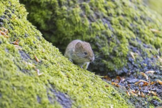 Bank vole (Clethrionomys glareolus) foraging on the forest floor