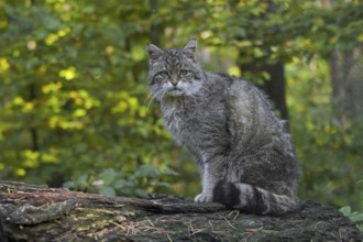 European Wildcat (Felis silvestris silvestris) portrait in forest, Germany, Europe