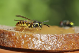 German wasp (Vespula germanica) feeding on a jam sandwich, Wilden, North Rhine-Westphalia, Germany,