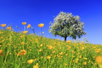 Flowering apple tree, flower meadow, Switzerland, Europe