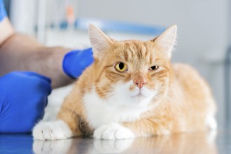 Portrait of a funny ginger cat on the table in the operating room. Veterinary medicine concept.