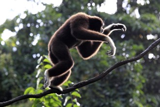 White-handed Gibbon (Hylobates lar), side