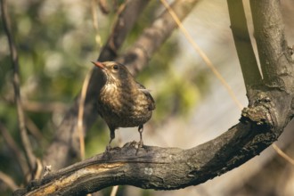 Blackbird (Turdus merula) female, Lower Austria, Austria, Europe