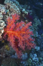 Hemprich's tree coral (Dendronephthya hemprichi), Elphinstone Reef dive site, Egypt, Red Sea,