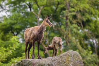 An adult female chamois (Rupicapra rupicapra) and her baby stand on a rock, A green forest is in