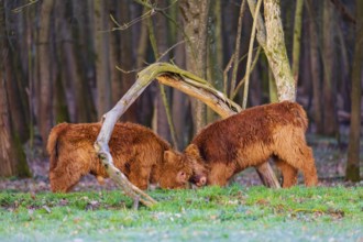 Two Highland calves (Bos (primigenius) taurus) playfighting