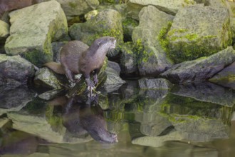 An oriental small-clawed otter or Asian small-clawed otter (Aonyx cinerea) stands on a rocky shore