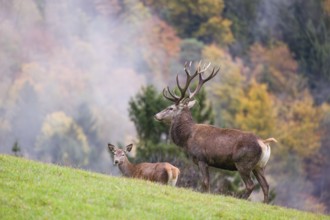 A red deer stag (Cervus elaphus) and a hind are standing in a meadow in hilly terrain. A forest