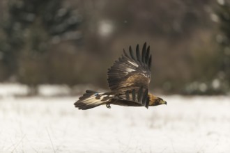 One golden eagle (Aquila chrysaetos) flying over a snowy meadow. A forest in the background.