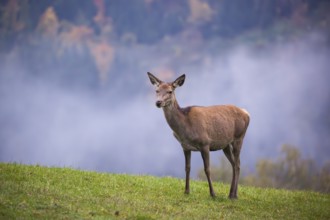 A red deer hind (Cervus elaphus) stands in a meadow on a foggy day