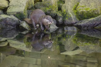 An oriental small-clawed otter or Asian small-clawed otter (Aonyx cinerea) stands on a rocky shore