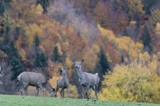 A herd of red deer (Cervus elaphus) standing on a meadow on hilly ground. A forest in fall foliage