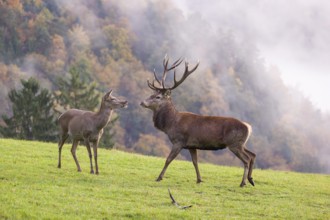 A red deer stag (Cervus elaphus) and a hind are standing in a meadow in hilly terrain. A forest