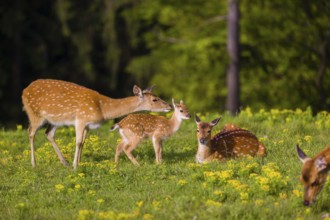 One female Manchurian sika deer or Dybowski's sika deer (Cervus nippon mantchuricus or Cervus