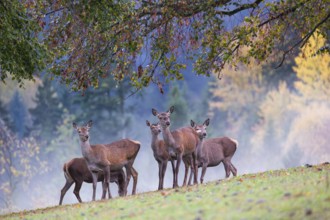 Five red deer hinds (Cervus elaphus) stand in a meadow, A forest with autumn leaves can be seen in