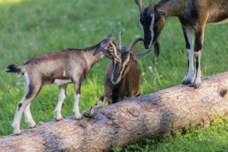 Traffic jam .Two Tauernschecke goat, Capra aegagrus hircus, standing frontal on a tree trunk lying