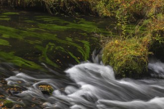 Flowing water with ferns and rocks in the Edmunds Gorge in autumn. River Kamnitz, Hrensko, Ustecky