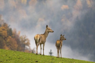 Two female red deer (Cervus elaphus) stand on a meadow. Early morning light with a forest in mist