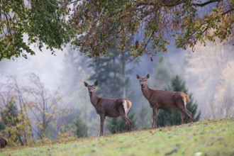 Two red deer hinds (Cervus elaphus) stand in a meadow, A forest with autumn leaves can be seen in